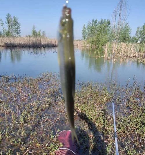 冬天芦苇荡钓鱼技巧（寻找理想的钓点和饵料选择）  第2张