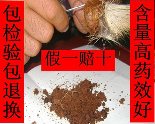 冬天麝香粉钓鱼技巧（冬季如何利用麝香粉钓鱼更加得心应手）  第1张