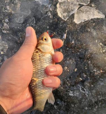 冬日钓草河鲫鱼的技巧（冬天野钓草河鲫鱼的攻略和经验分享）  第3张