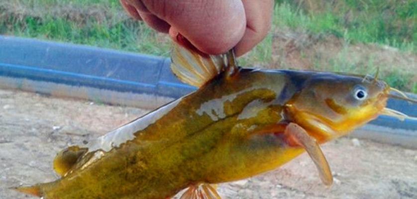 冬季野钓鱼的虫子选择与使用技巧（冬季野钓鱼虫子）  第3张