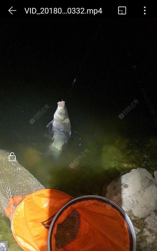 冬夜浮钓鲢鳙技巧与方法（夜钓寒冬）  第1张