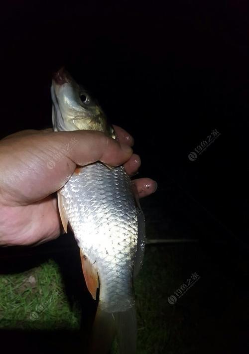 冬夜浮钓鲢鳙的技巧与教学（冬天夜钓浮钓鲢鳙的实用技巧与经验分享）  第2张