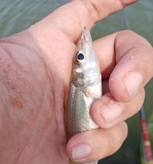 深海钓鱼之飞鱼钩技巧（掌握飞鱼钩技巧）  第2张