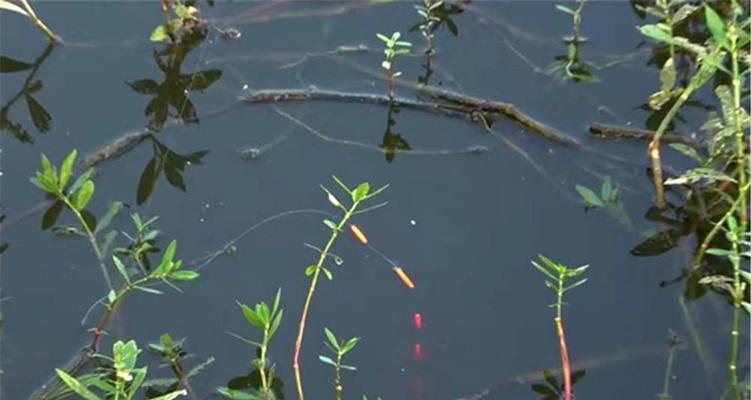 高温钓鱼调漂技巧（夏日钓鱼高招）  第1张