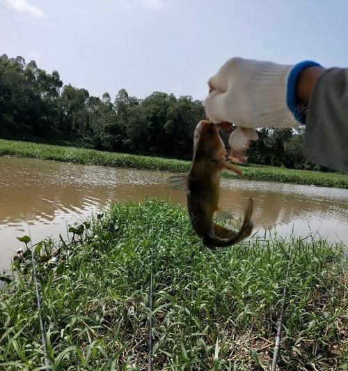 高温闷热天钓鱼的技巧（应对高温闷热天气）  第1张