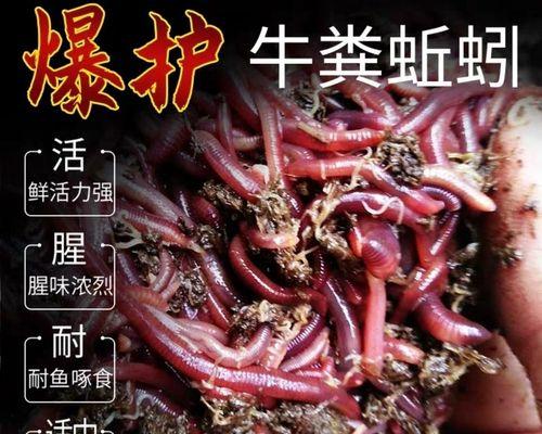 钓鱼蚯蚓技巧（掌握这些技巧）  第1张