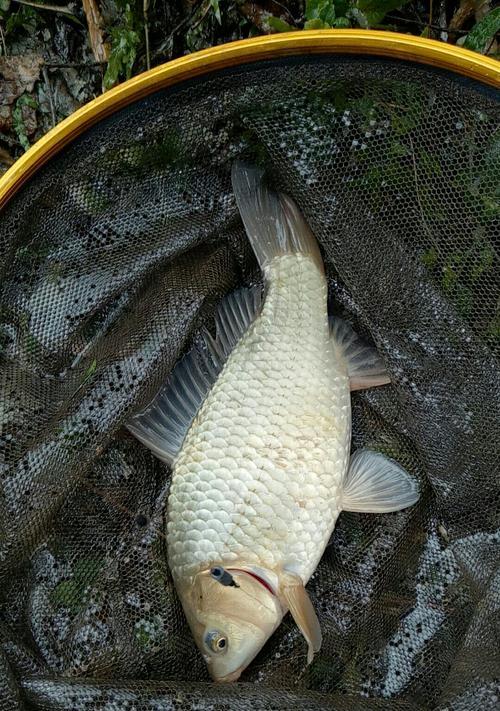 淡水鱼钓鱼技巧与方法（探索各种淡水鱼的钓鱼秘籍）  第3张