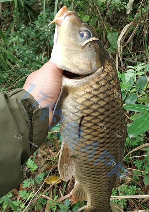 谷麦野钓鲤鱼的技巧与方法（掌握关键技巧）  第2张