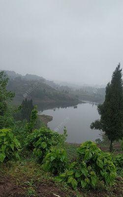 谷雨季节钓鱼技巧（掌握好时机丰收鱼获不误）  第2张