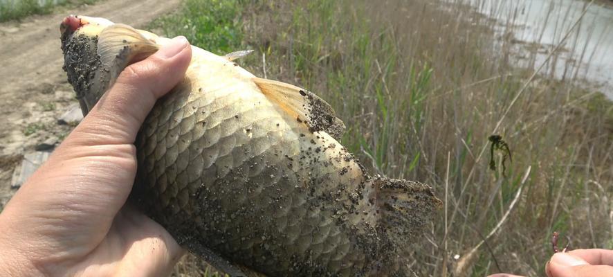 谷雨节野河钓鱼技巧（掌握成功的关键）  第2张