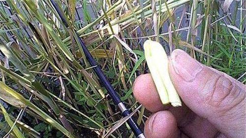 谷雨时节垂钓草鱼的技巧与心得（草鱼垂钓）  第1张