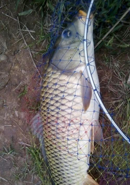 海河防潮闸钓鱼技巧（探索海河防潮闸钓鱼的乐趣）  第3张