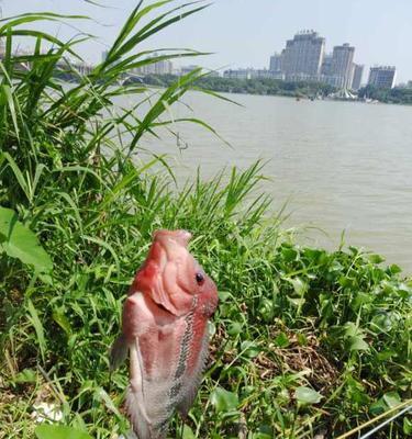 海口钓鱼技巧教程（掌握海口钓鱼技巧的关键步骤）  第3张