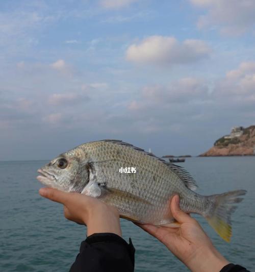 海里钓鱼技巧教学（掌握成功的关键）  第3张