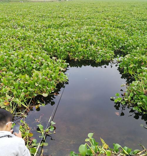 海南新型钓鱼技巧大揭秘（提升钓鱼技术的必备攻略与窍门）  第2张