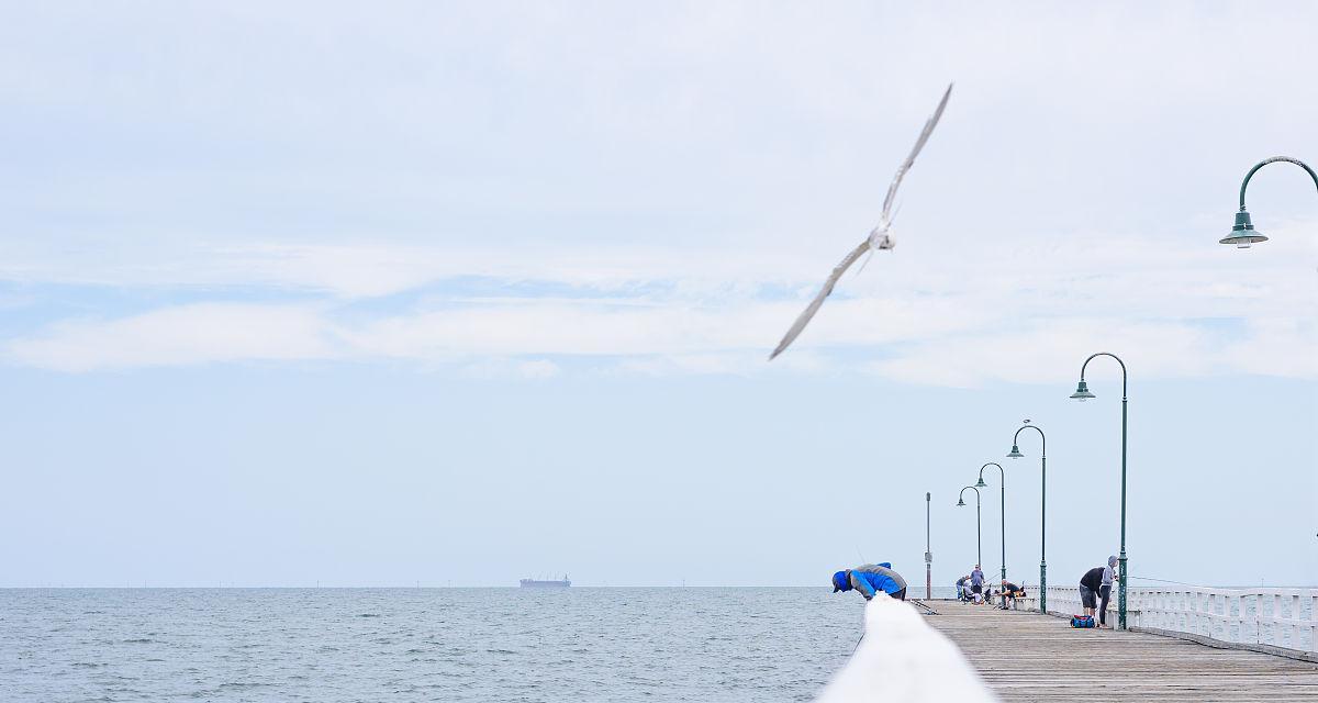 海鸥钓鱼的方法和技巧（借助海鸥的协助）  第1张