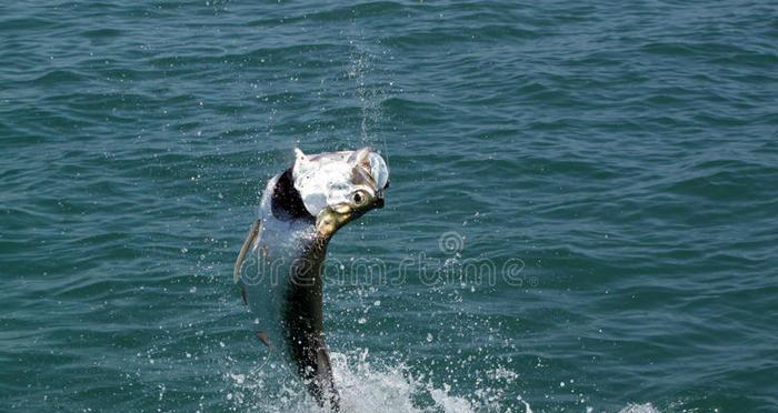 海上钓鱼技巧与方法（掌握海上钓鱼的诀窍）  第3张