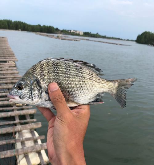 海上钓鱼的技巧和投放方法（提升你的海钓技能）  第3张