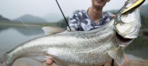 海水涨潮钓鱼技巧（钓鱼爱好者必备的成功秘籍）  第1张