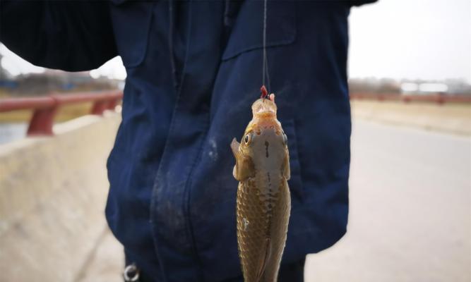 海运钓鱼技巧与方法（乘坐海运船进行钓鱼的关键技巧与经验分享）  第1张