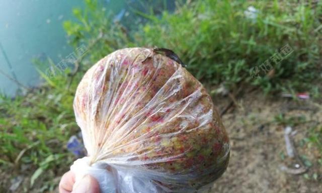 寒露野钓鲫鱼之饵料技巧（掌握寒露季节钓鲫鱼所需的有效饵料选择和使用方法）  第1张