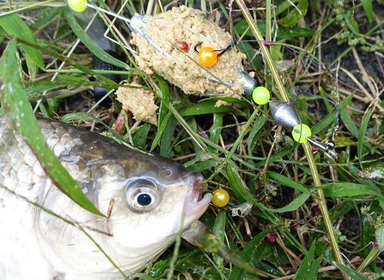 汉北河流水钓鳊鱼的技巧与方法（掌握汉北河流水钓鳊鱼的关键）  第2张