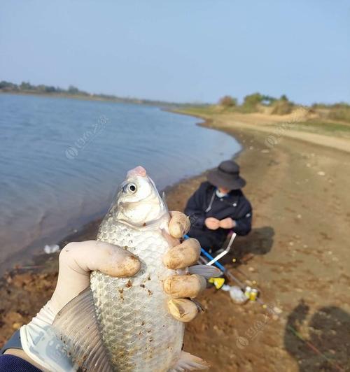 河道坝上钓鱼的技巧（掌握正确姿势）  第3张