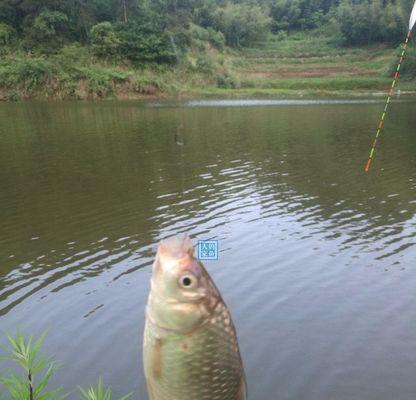 河道钓鱼技巧与方法（掌握钓鱼技巧）  第1张