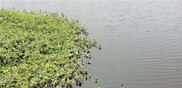 河道钓鱼技巧全解密（从选位到诱饵）  第2张