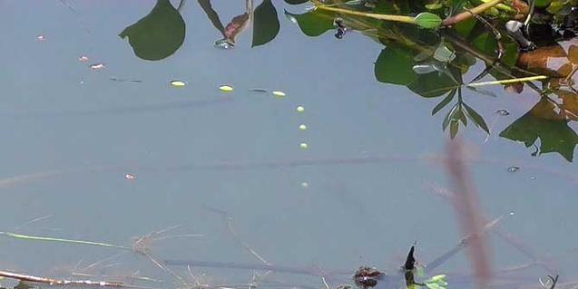 河道钓鱼拉饵技巧大揭秘（钓鱼高手教你如何在河道中使用拉饵技巧）  第3张