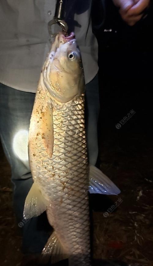 河道流水钓草鱼技巧与方法（掌握流水钓技）  第1张