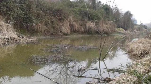 河道水草钓鱼技巧大揭秘（掌握这些技巧）  第1张