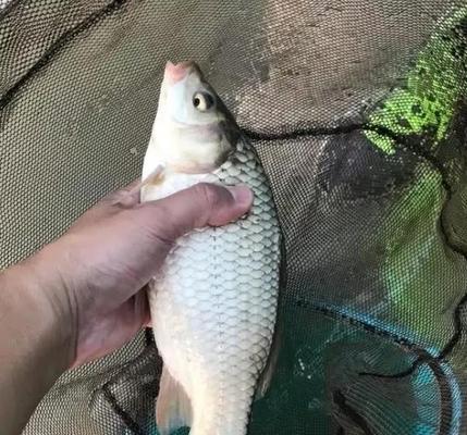 上海河道野钓鲫鱼技巧（掌握钓鲫鱼的技巧）  第2张