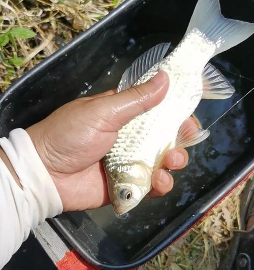 探秘河道野钓鱼技巧（钓鱼爱好者必备的实用技巧）  第3张