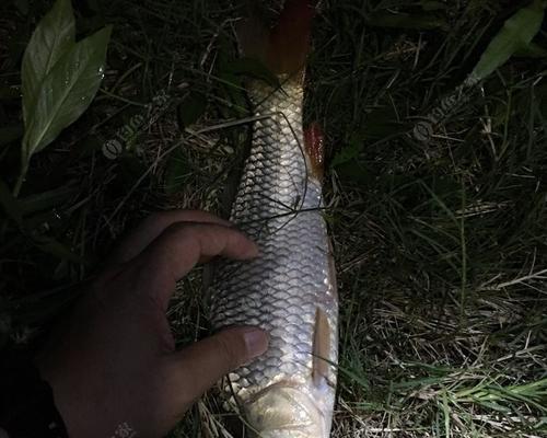 夜钓大鲤鱼的技巧与方法（探索河道夜晚捕捉大鲤鱼的窍门）  第2张