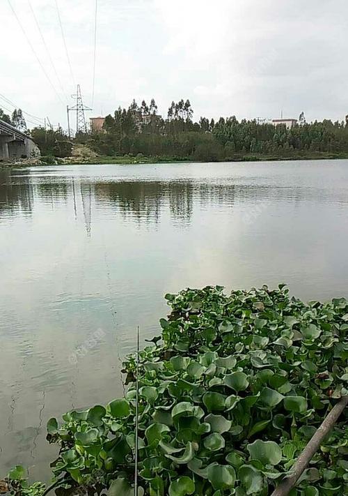 河钓高手的钓鱼技巧（探秘专业河钓技术）  第2张