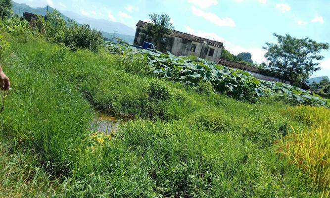 河沟水渠钓鱼技巧与方法（提升钓鱼成功率的实用技巧和策略）  第3张