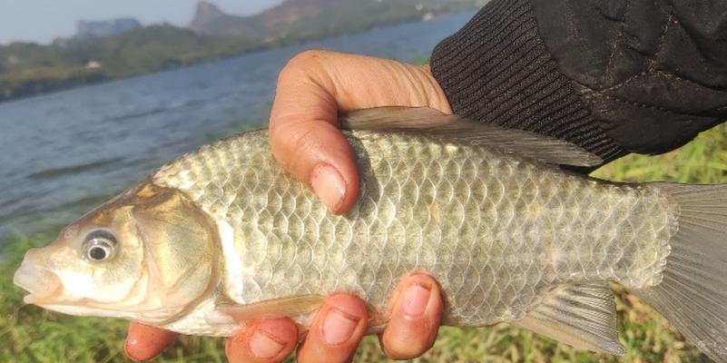 河沟水渠钓鱼技巧（掌握技巧）  第3张