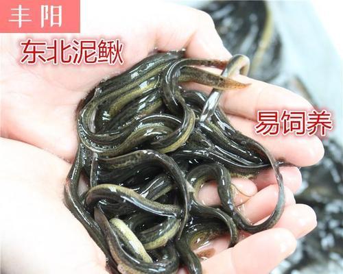 湖南泥鳅钓鱼技巧大揭秘（湖南泥鳅钓鱼的秘籍）  第2张