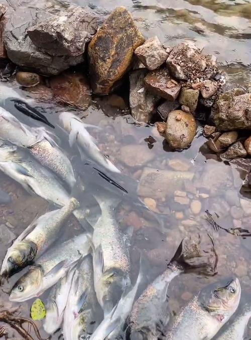 湖泊垂钓青鱼技巧（挑战湖泊中的激情时刻）  第3张