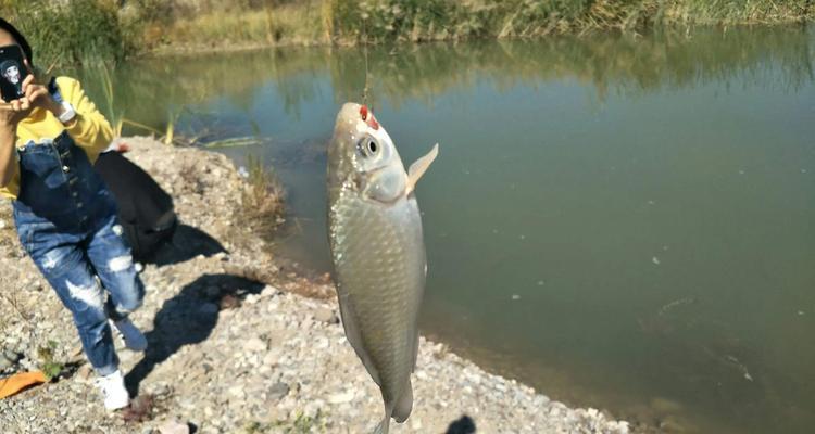 湖泊野钓选位技巧（提高钓鱼成功率的关键技巧）  第1张