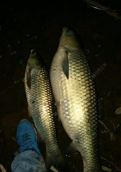 湖水野钓草鱼技巧大揭秘（湖水钓草鱼）  第3张