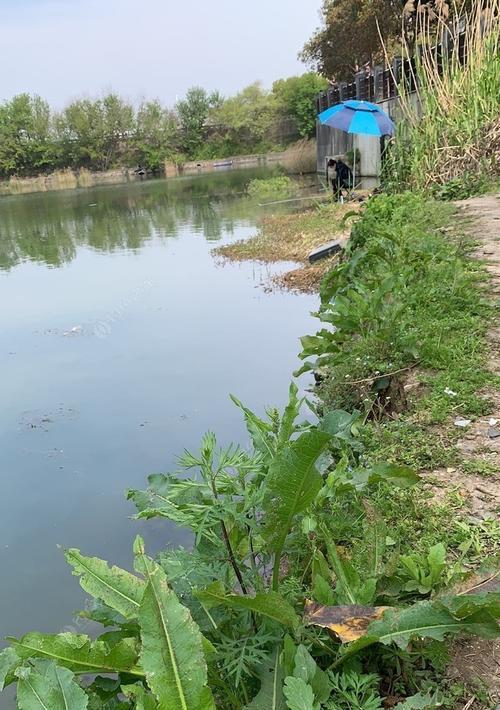 护城河边钓鱼技巧教学（探秘城堡下的渔获奇遇）  第3张