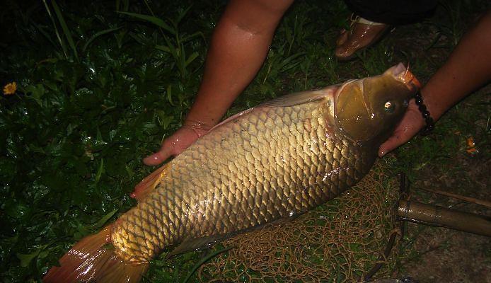 夜钓技巧之黄蜂鱼攻略（提高黄蜂鱼夜钓效果）  第3张