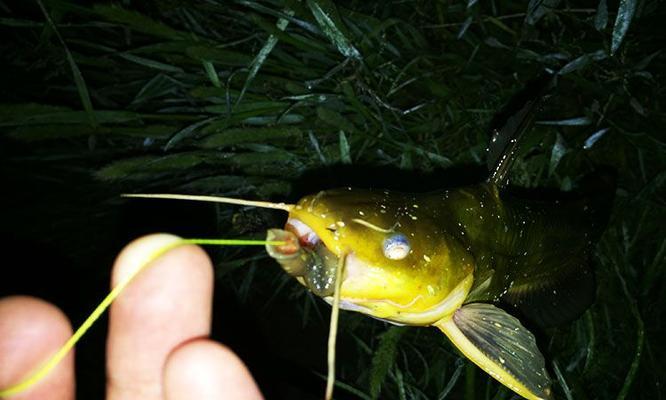 夜钓黄骨鱼技巧大揭秘（揭秘黄骨鱼夜钓的难点及有效技巧）  第1张