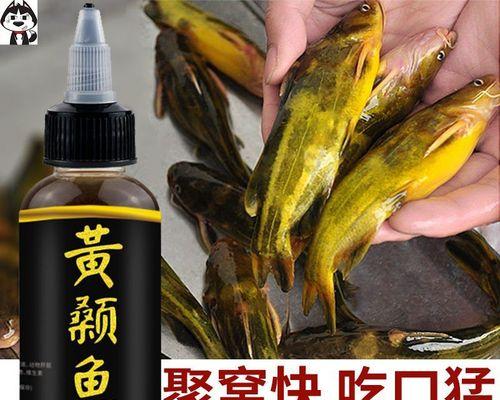 黄辣丁钓鱼绝密技巧（揭秘黄辣丁）  第2张