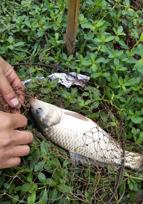 浑水钓鱼技巧口诀——渔获大增的秘密（掌握这个关键诀窍）  第3张