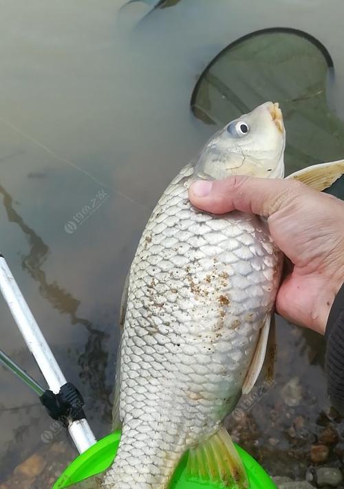 浑水台钓翘嘴的技巧与方法（钓鱼高手教你如何在浑水台上捕获翘嘴鱼）  第2张