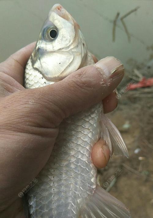 浑水野钓大鲫鱼技巧与方法（实战经验分享｜走进大鲫鱼的秘密世界）  第1张