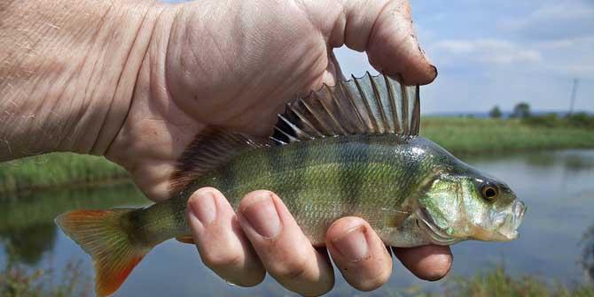 浑水野塘钓鲈鱼的技巧（掌握关键要点）  第3张